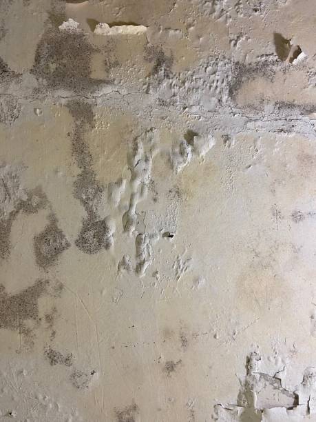 Best Certified Mold Removal  in Venice Gardens, FL